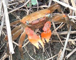 カニさんがご飯を器用に食べている姿がひたすらに可愛い「一口サイズに切るのがお行儀いい」「猿かに合戦のモデルになった種類」 - Togetter
