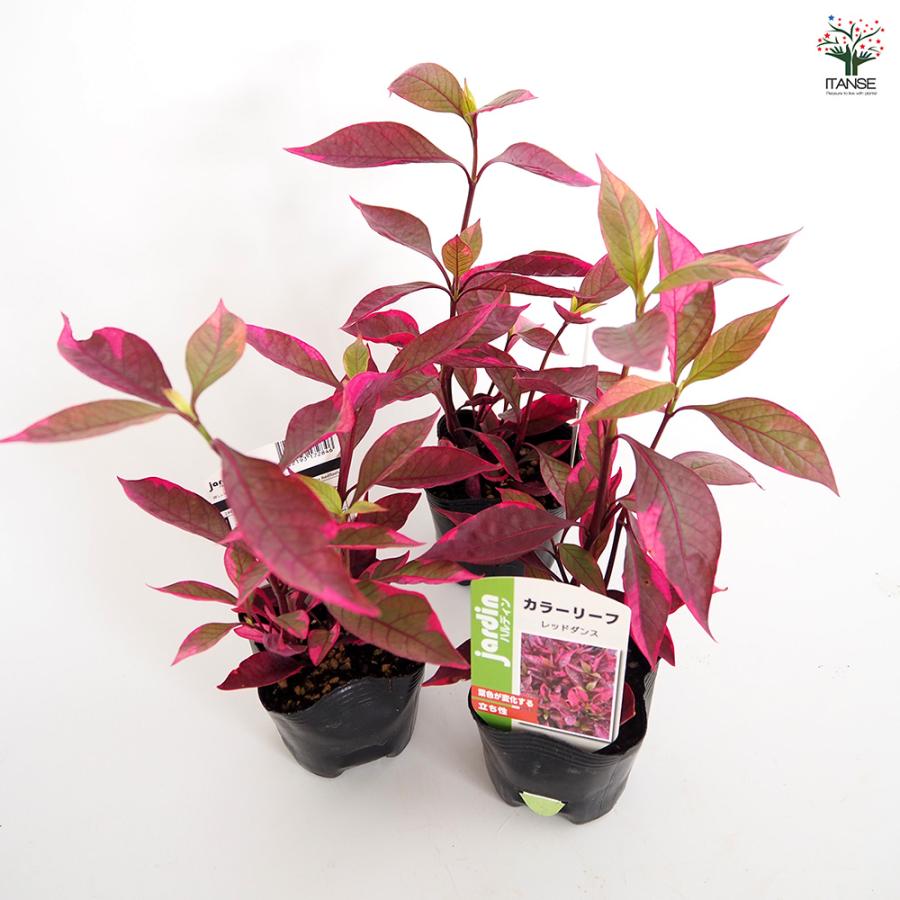 育てやすく実生も簡単なフォーカリア属。怒涛をはじめ様々な種類やその栽培方法をご紹介多肉植物との暮らしを楽しむ『箱庭』 Hakoniwasucculents plants