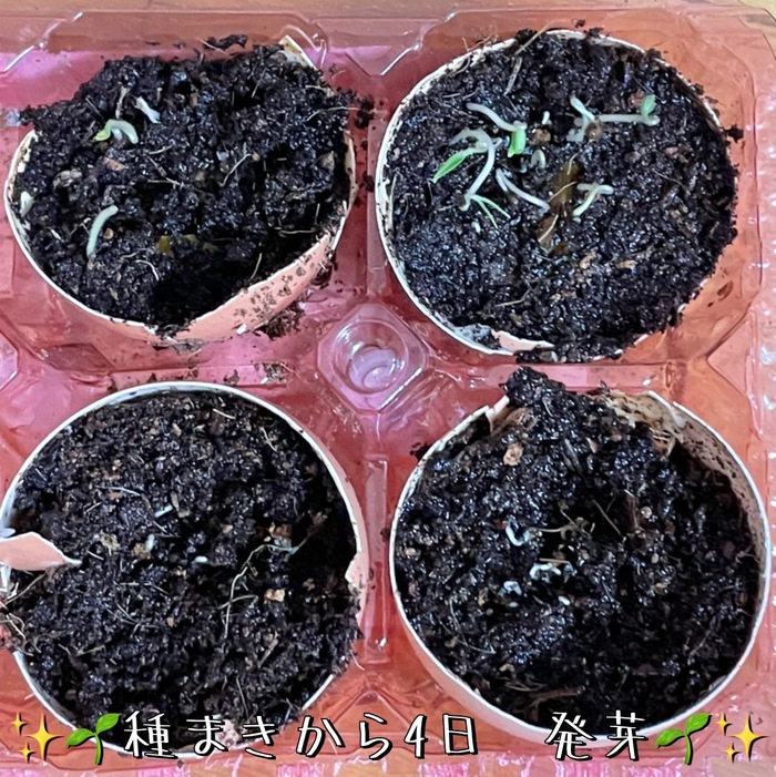 ミニトマトの 脇芽かき: おらが村村長の『いろいろやってます♪』