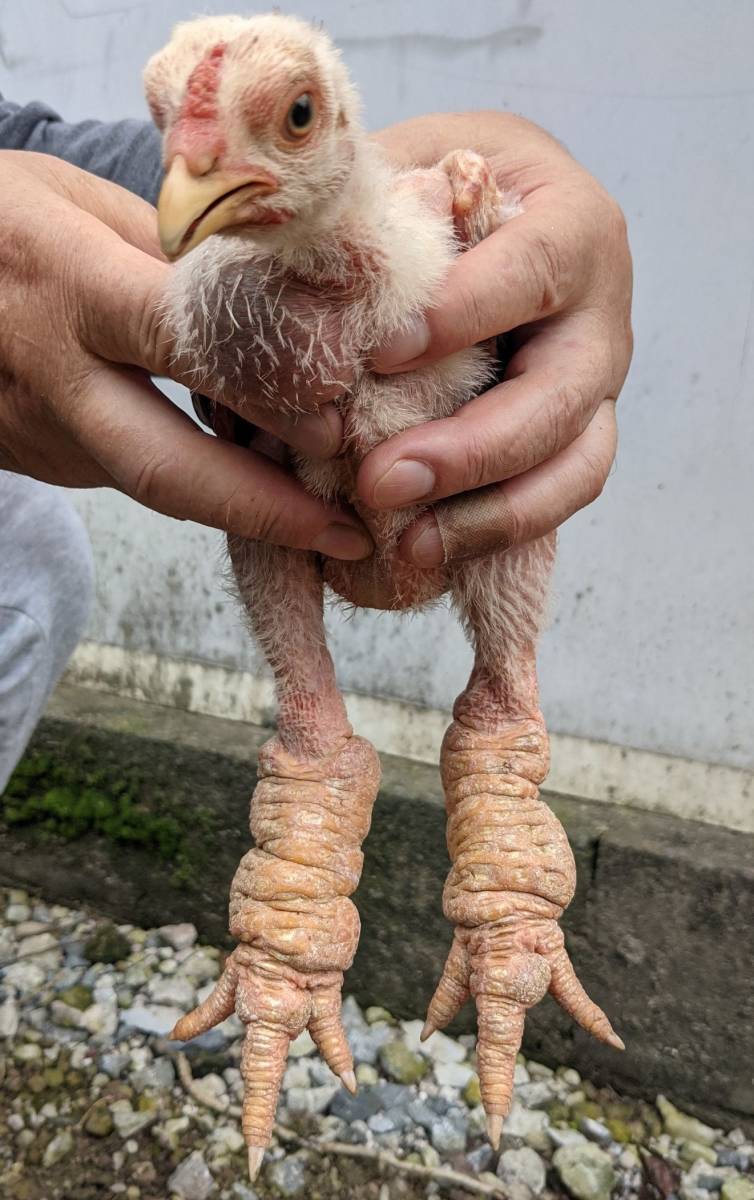 象の足」鶏を飼育し、定期的に数十億羽を数える老人