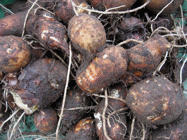 里芋を収穫しました、たくさんとれたのですが根っこはつけたままのほう- Yahoo!知恵袋