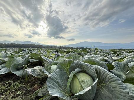 春キャベツ」の写真素材124,399件の無料イラスト画像Adobe Stock