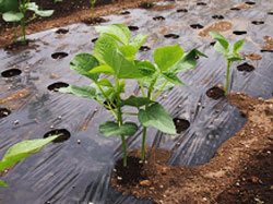 スーパーで買った小豆 あずき をそのまま植えたら25倍に増えたプランターHow to grow red beans from storebought red beans