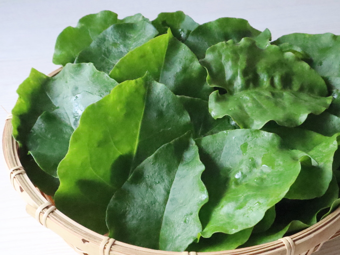 レア野菜⁉ オカワカメのムカゴの利用方法とは