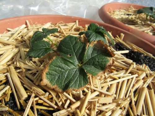 野生のイチゴの葉と花の写真素材・画像素材 Image 5679296