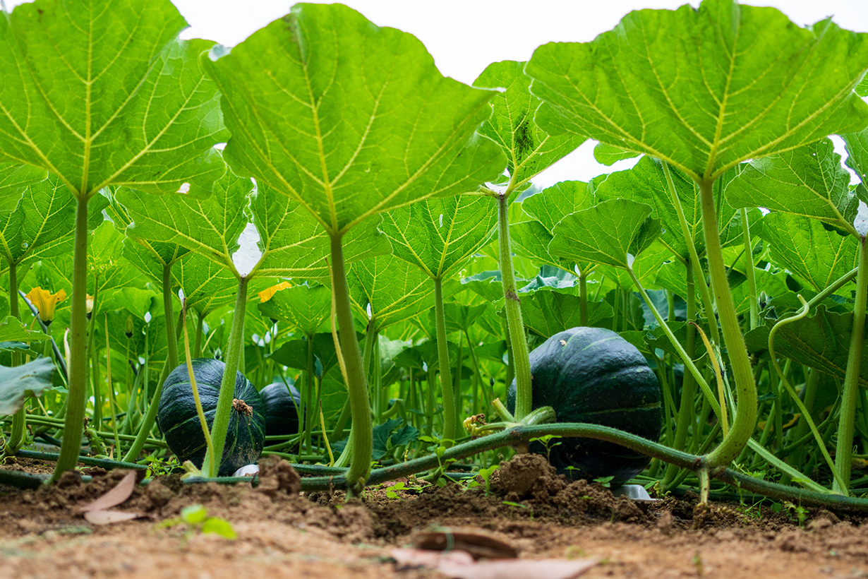 カボチャの育て方 初心者でも甘い実がどっさり！品種選びから収穫まで解説植物とあなたをつなぐPlantia