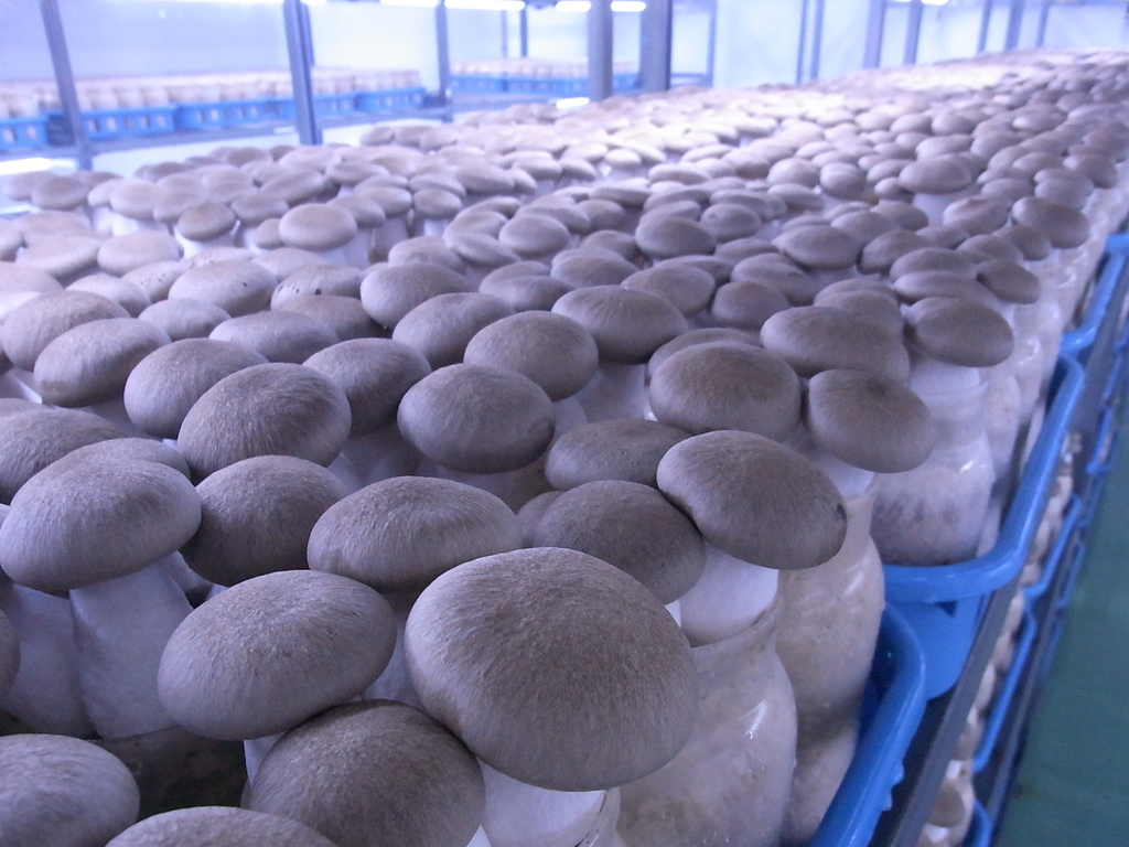 ぶなしめじと本しめじは何が違う？栄養や見分け方を徹底解説デリッシュキッチン