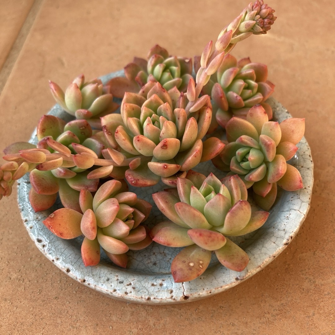 多肉植物 マッコス&エメラルドリップ 抜き苗 3本ずつ ③