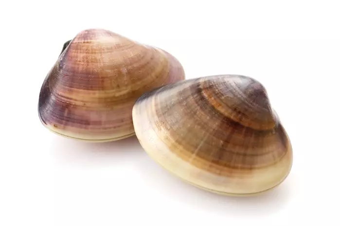 蛤の砂出し方法