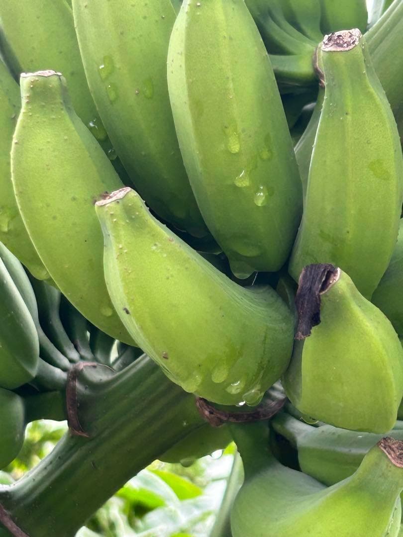 沖縄の知人から「ブラジル島バナナ」島バナナ協会活動レポート島バナナ協会：沖縄産の「島バナナ」の栽培技術確立プロジェクトを支援し、島バナナ を広める活動団体です