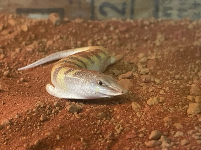 簡単で、楽しくて、おいしい！銀座のバー『ロックフィッシュ』の店主が教えるおつまみサンドPARIS mag パリマグ