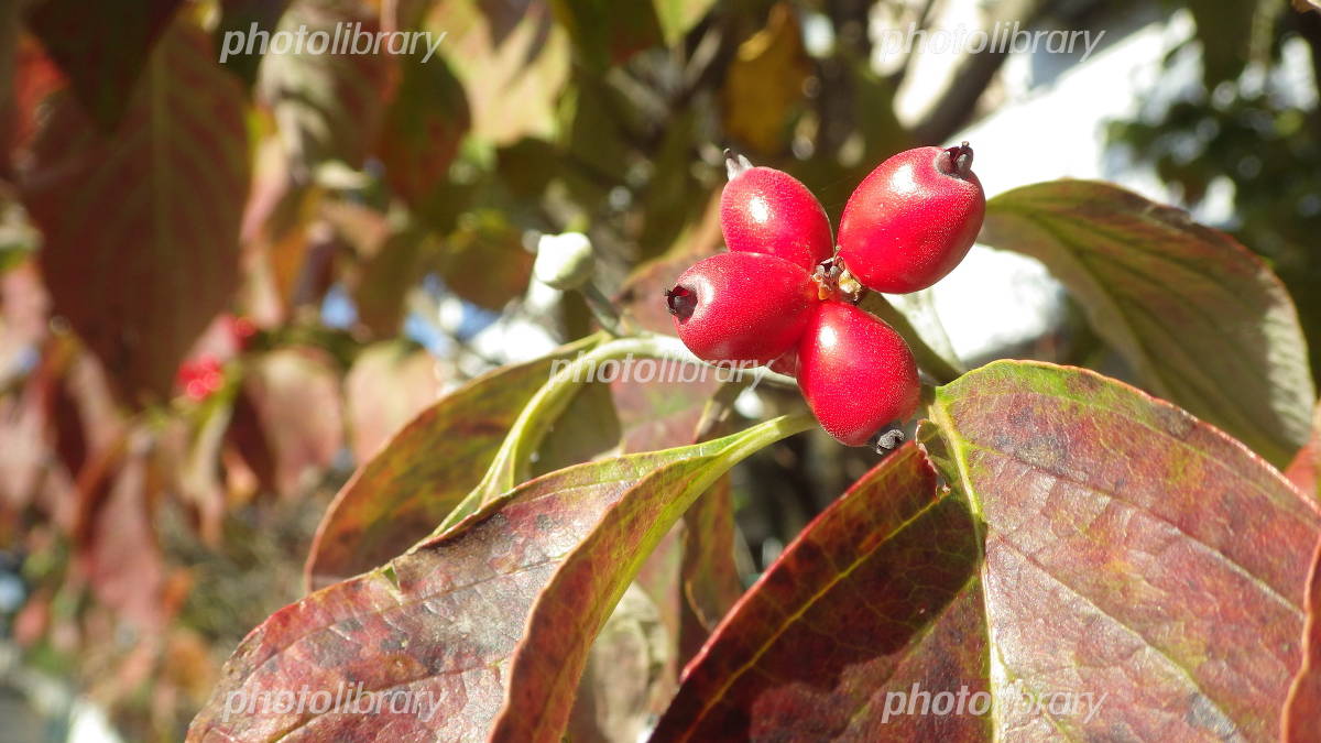 ハナミズキ」の実は、犬が食べても大丈夫？ - 柴犬ポチと五十男