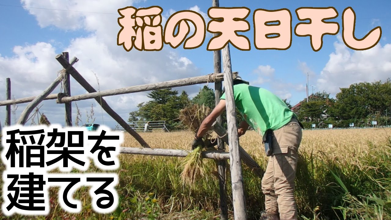 天日干し・自然乾燥 “はさがけ米” は循環型農業の象徴！ –羽後町ならでは