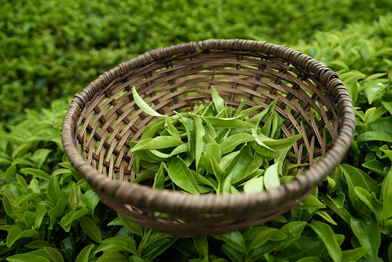 世界緑茶コンテスト最高金賞受賞茶 幸せのお茶まちこ 80ｇ 茶葉: JAしみずアンテナショップきらり ＪＡタウン 産地直送 通販 お取り寄せ
