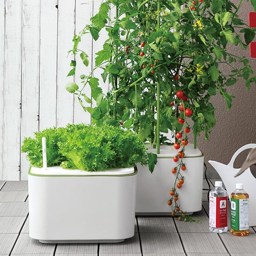 水耕栽培 のんびり育つパプリカ、一番花の摘み取りまで！ - ハニコログ