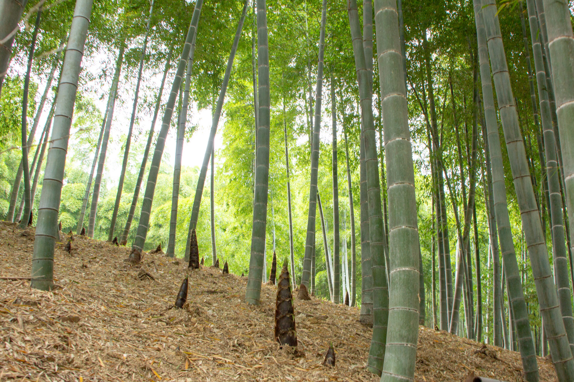 たけのこの部位別 切り方・調理法ダイエー食の情報
