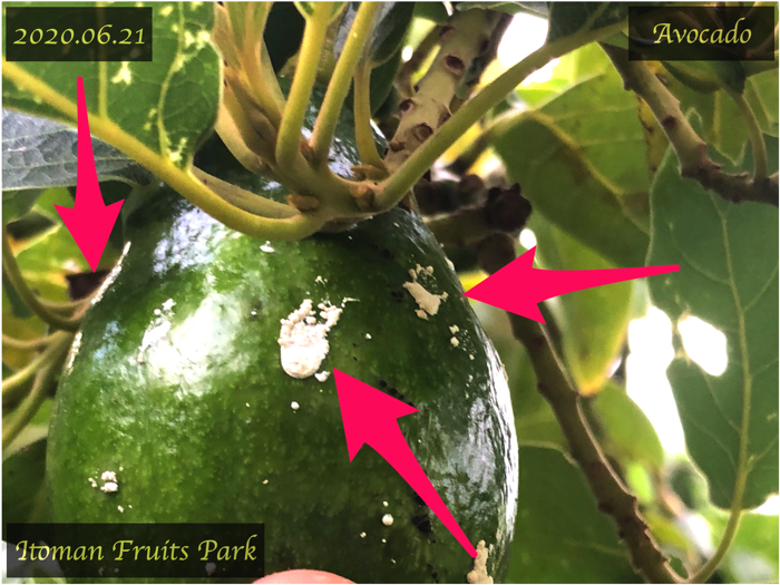 アボカドの見回りをしていると、新しい枝に白い粉のようなものがついています。病気なのか、虫なのかよくわかりません。どなたかご存じでしょうか