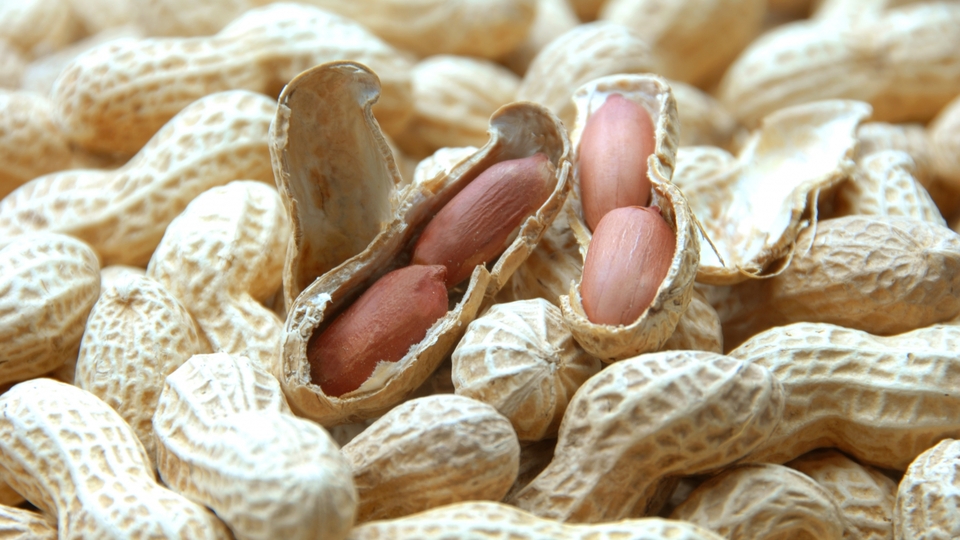 ピーナッツ 落花生 の保存方法と保存期間。美味しさ長持ちのコツピーナツ専門店の鈴市