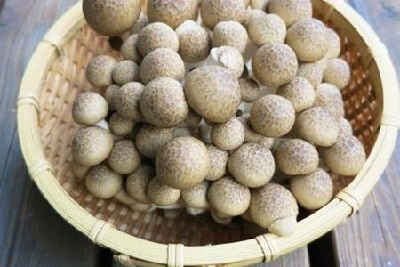 しめじ 本しめじ とぶなしめじの違いを簡単解説！比較してわかる選び方ガイド食ノート