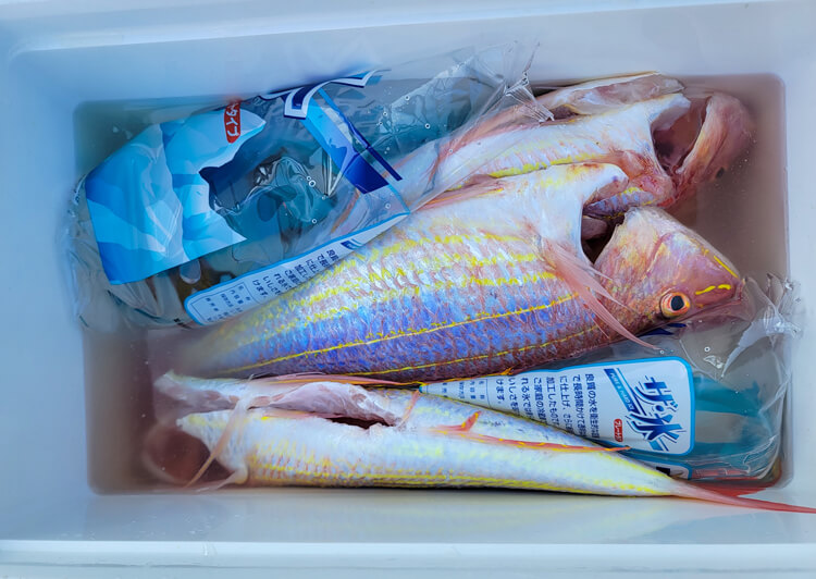 ブリ料理はうまい釣ったブリで鰤三昧な肴をたくさん作ります