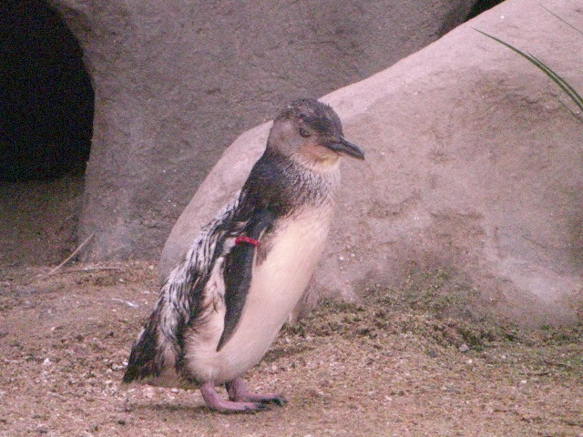 暮らし イオン、500本審査結果「受賞ワイン21本」フェア430店で開催、10 31まで - 家電 Watch