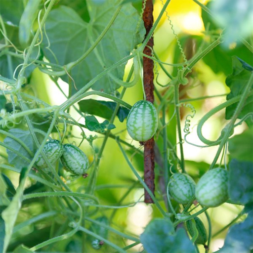 写真で見るマイクロキュウリ きゅうりメロン メキシカンサワーガーキン：旬の野菜百科