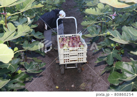 家庭果樹への新提案 コンテナ栽培