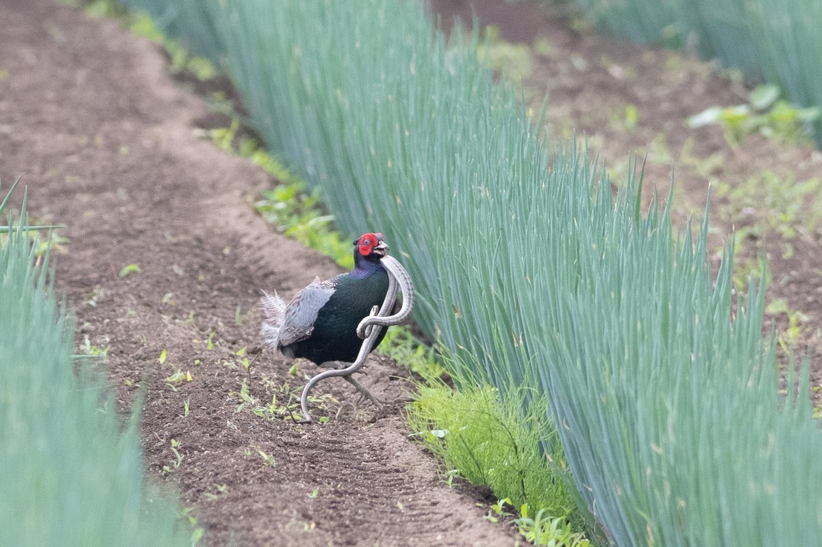京いろおりふし 雉肉 きじ肉 キジ肉 仙台 一番町 日本料理 京料理 和食 会席料理 懐石料理 仙台グルメ 仙台ディナー 仙台和食 仙台京料理 仙台日本料理 仙台会席料理 仙台懐石料理雉肉の入荷です。鶏肉と比べたんぱく質が多く脂質が少ないヘルシーな食材です。鴨とも鶏