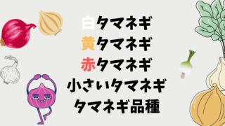 収穫時期によって変わる玉ねぎの種類 ～早生・中生・晩生～みやざきファーム