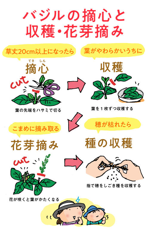 たくさん収穫するための バジルの摘み方を紹介
