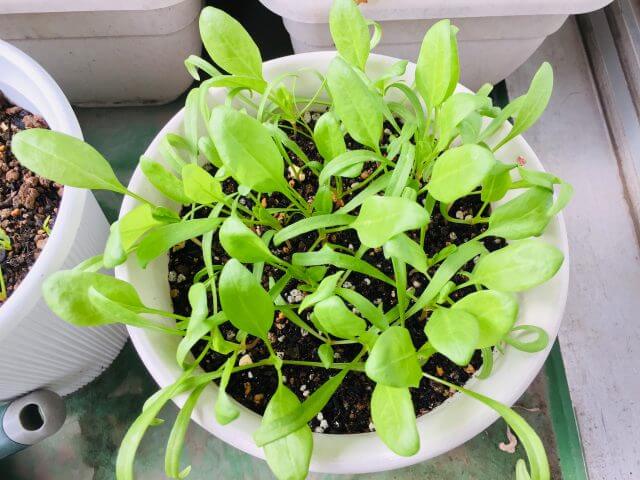 ちぢみほうれん草の育て方 冬の家庭菜園におすすめ野菜のちぢみほうれん草とは？家庭菜園の仲達と家庭野菜宣言