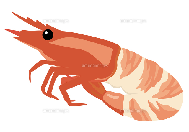 皮むきエビの切り身のイラスト素材70608708- PIXTA
