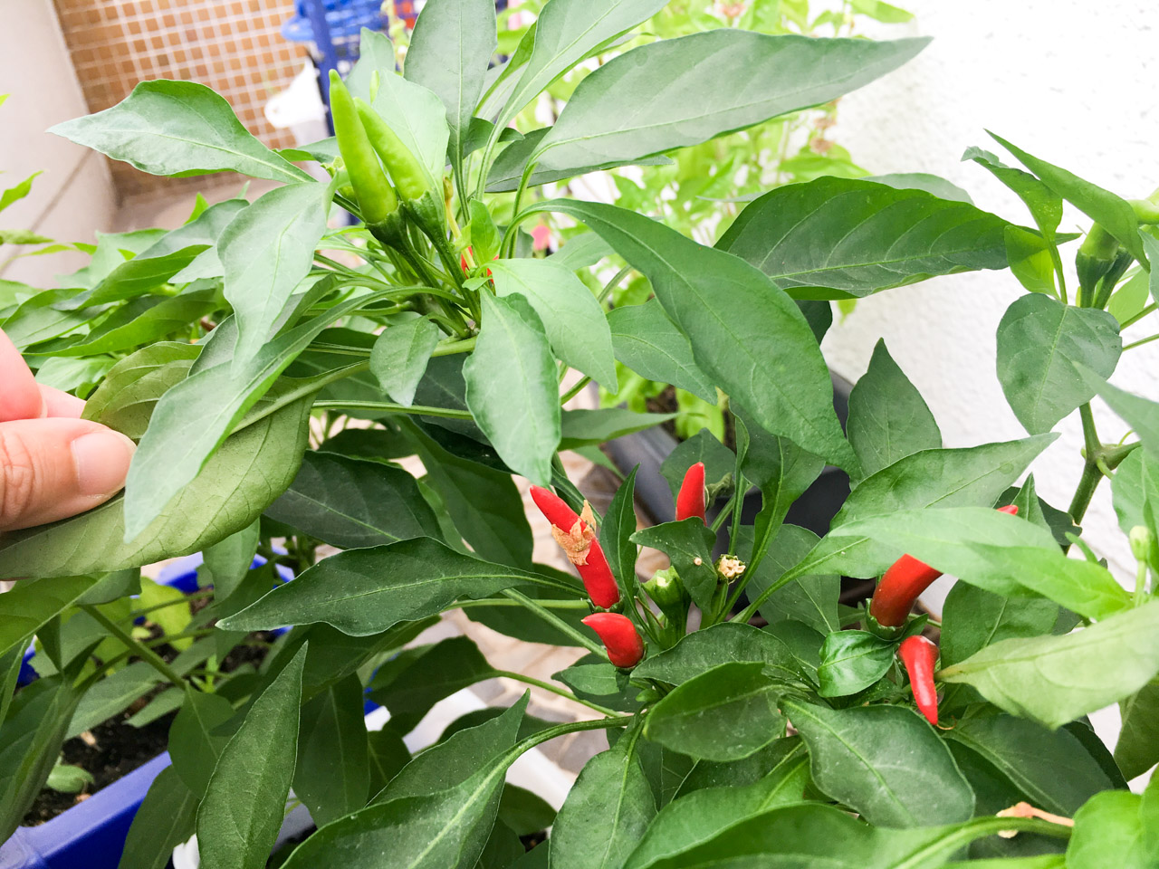 初心者でも失敗知らず！ 唐辛子の栽培方法 AGRI PICK連携企画 第8弾農業とITの未来メディア「SMART AGRI スマートアグリ 」