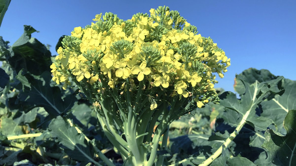 花が咲いた！ ブロッコリースプラウトを育ててみたら : 風と花を紡いで