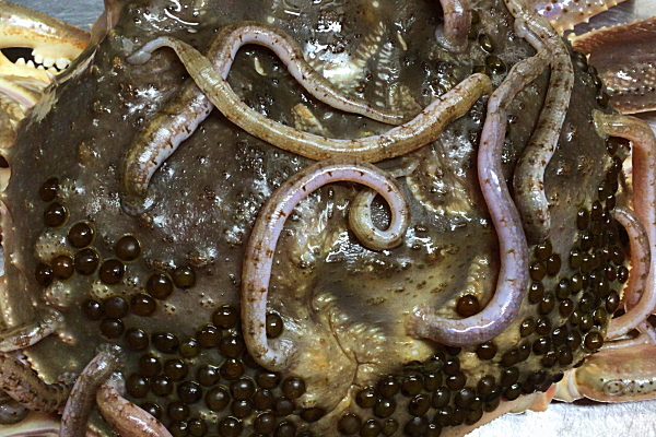 蟹の甲羅についてる黒い粒は何？そのまま鍋にいれていいの？かに本舗通販