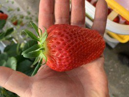 横浜いちご特集2025 公式 横浜市観光情報サイ ト