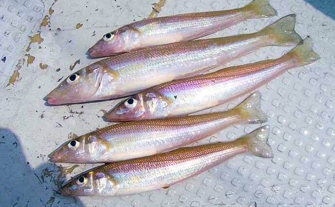 キスってどんな魚？種類や旬の時期、おいしい食べ方について解説！クラシル