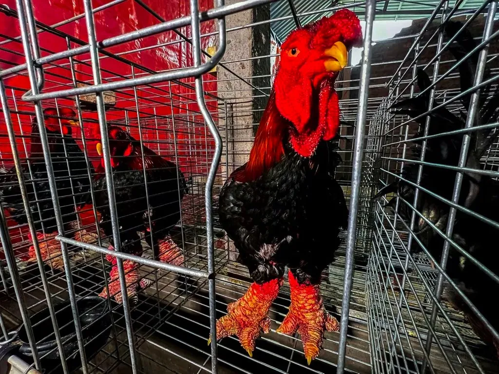 くりぷと UMA大全 〜 世界の奇妙な住人たち: 最高級のモンスター・チキン ～ ドン・タオ・チキンドンタオ鶏