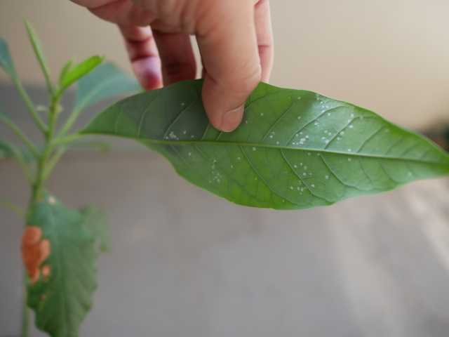 アボカドにカビ！？ヘタや種、皮が白い＆黒い部分は腐っているのかや食べても大丈夫なのか調査話題の気になるあれこれを紹介