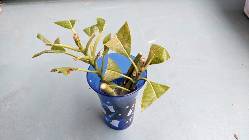 元気がない アボカドの木 を一回り大きな植木鉢に鉢増しで植え替え - 鈴木ややブログ