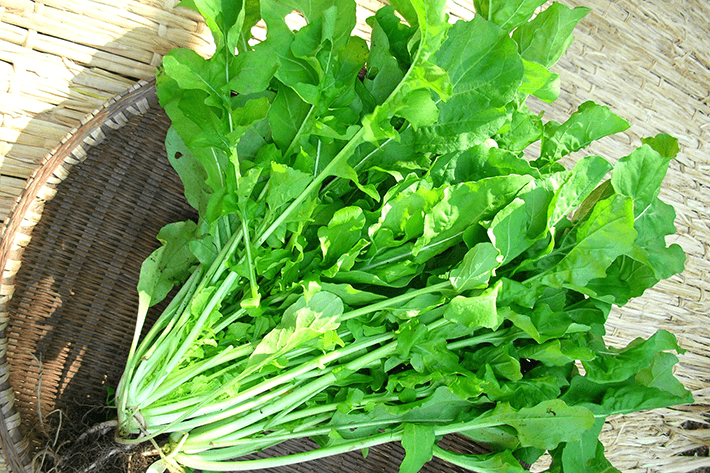 楽天市場 西洋野菜の通販