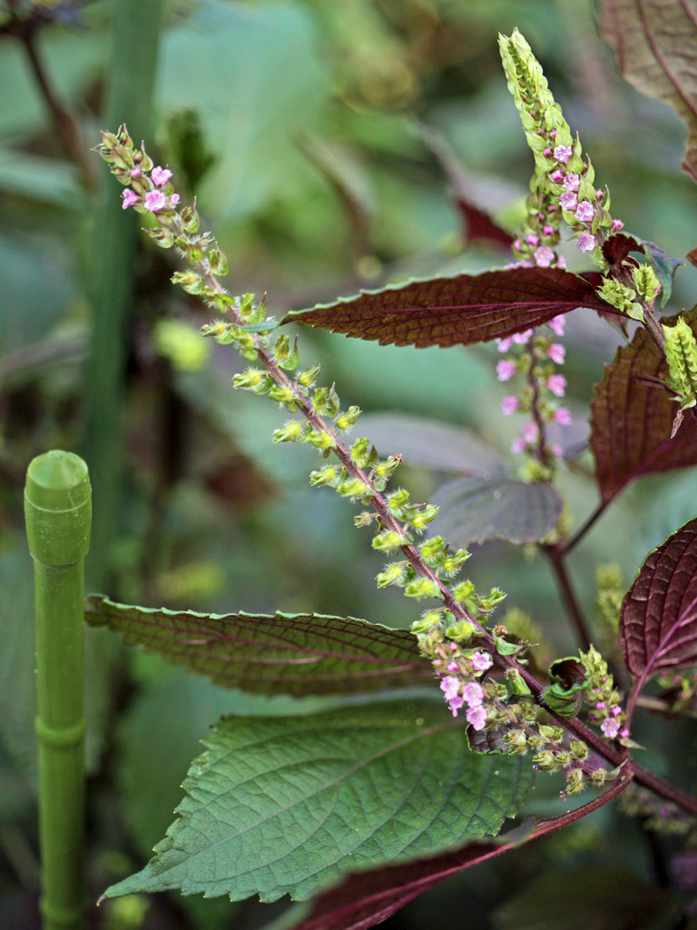アカジソ Perilla frutescens var. frutescens form. purpurea シソ科 Lamiaceae シソ属三河の植物観察