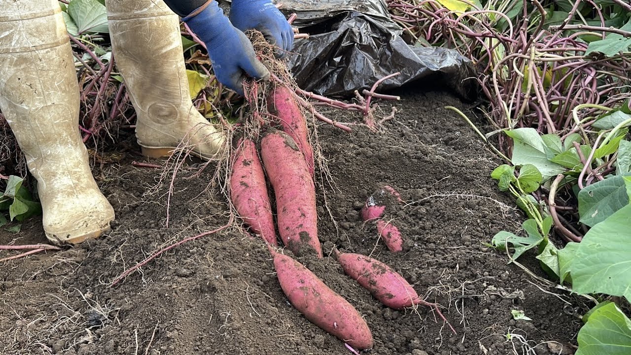 さつまいもべにはるか , 物凄く元気で, つるボケ, 窒素入れてないから, つるボケとは思わない, 土壌改良剤が良い,ヒナイグリーン ,狭山市野菜新鮮野菜直売所ネギ収穫記憶に残る野菜有機肥料露地野菜地産地消農業好きな人と繋がりたい農業畑Voice引っ越しセンター所沢市所沢根葱能業富春の野菜所沢グルメ