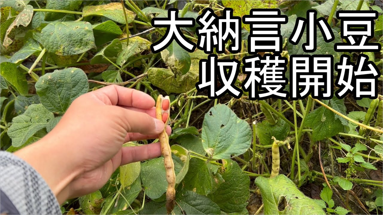 大納言小豆収穫開始21 10 26