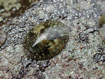 日本貝類学会貝のＱ＆Ａ貝のQ&A