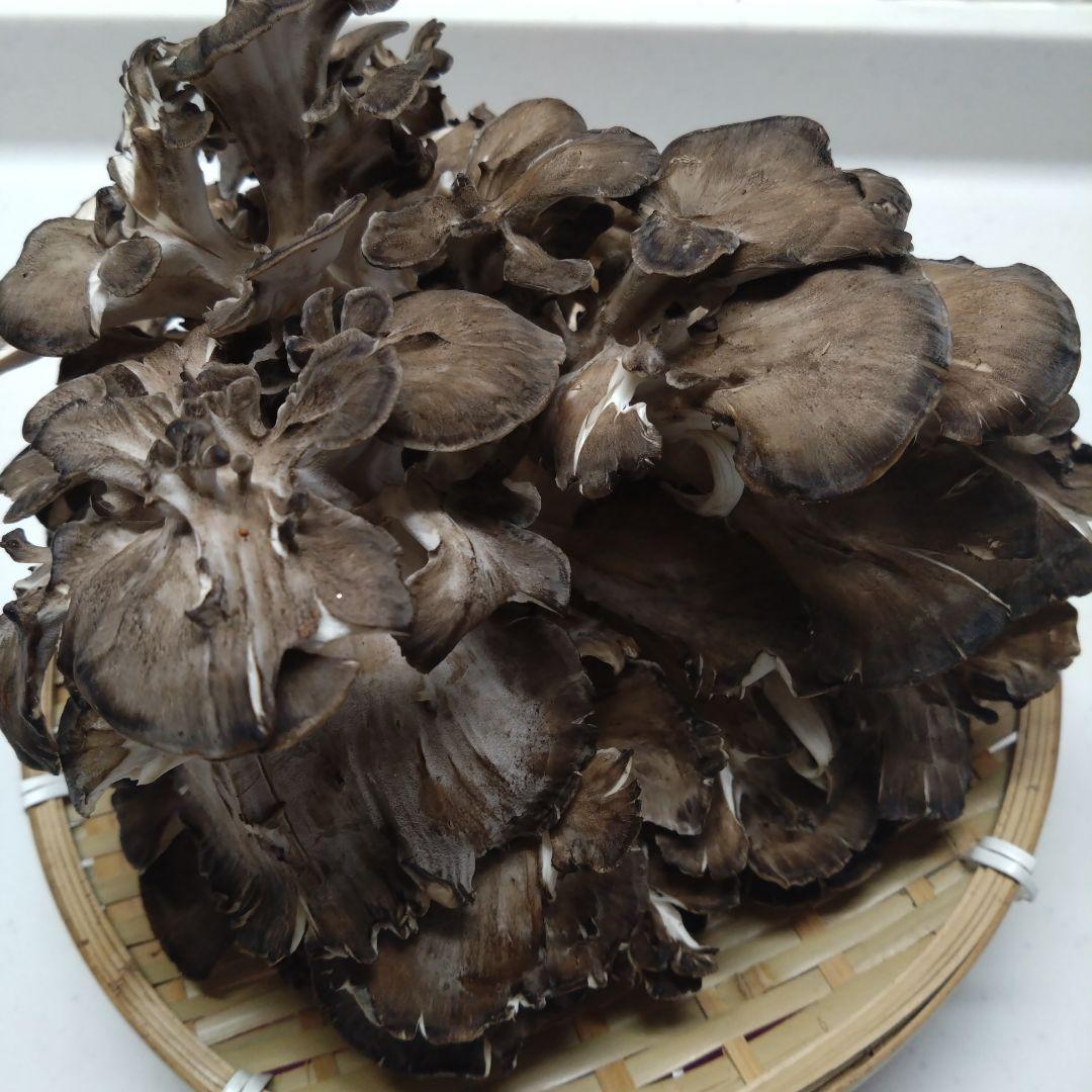 商品に関するQ&Aユキグニファクトリー株式会社キノコのチカラ、ミライのセカイ