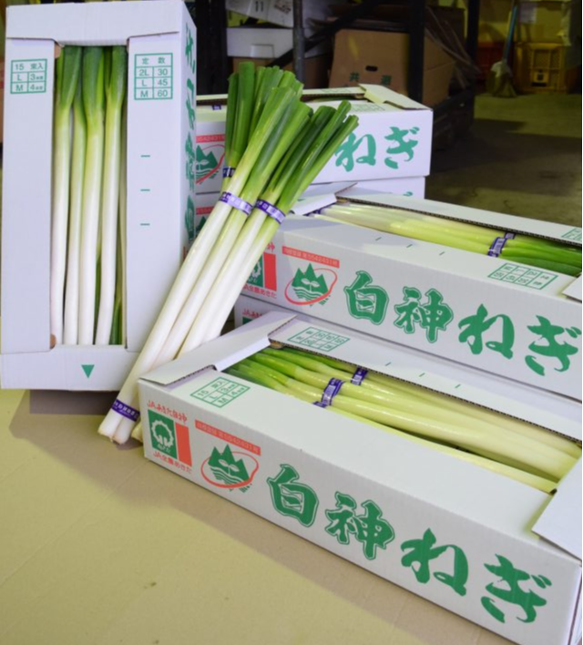 産地リポート 薬味でシャキシャキ、鍋でトロトロ。多彩な食感が楽しめる白神ねぎ - ふるさと探訪全農の情報誌Apron エプロン