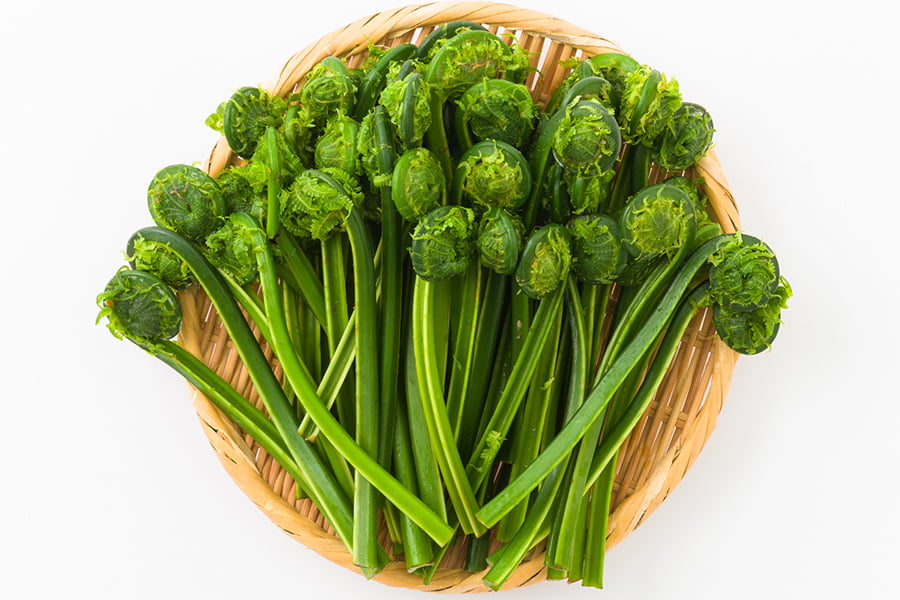 山菜 コゴミ 本名？、クサソテツ見分け方と採り方似た植物食べ方 ばりこの週末山歩き