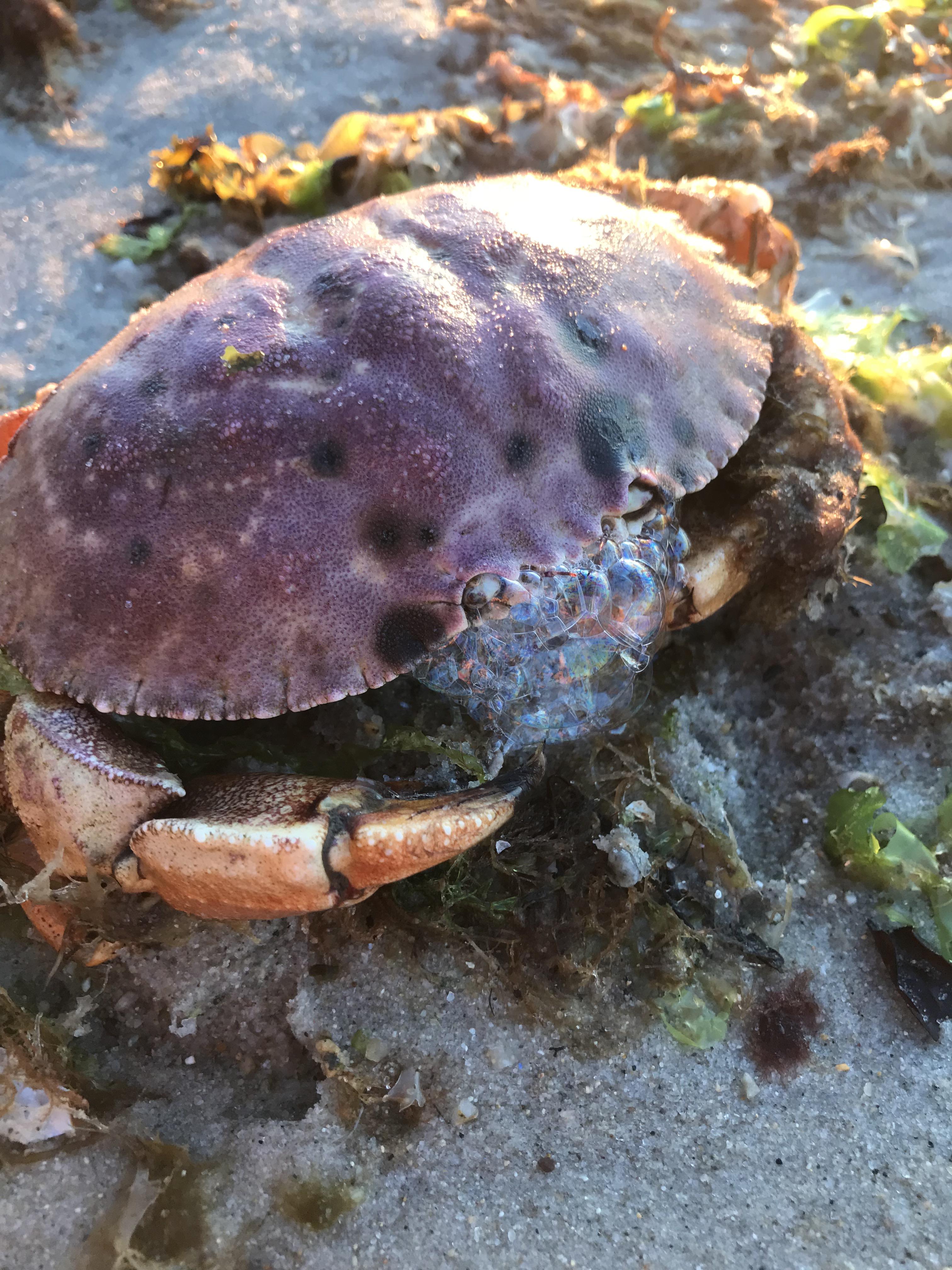 日清オイリオ'ｓキッチン泡立ち
