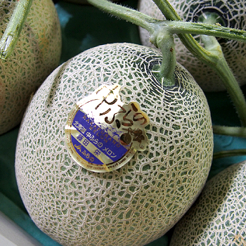 秋の味覚！北海道の旬フルーツ狩りスポットまとめりんご・ぶどう・梨・プルーンを楽しむ北海道 家庭菜園 小さな裏庭の物語